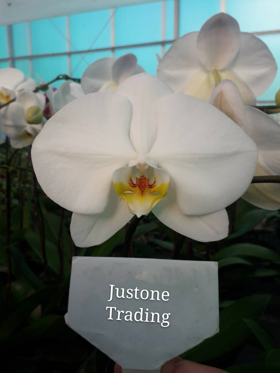 純白胡蝶蘭 約66cm White Taiwan Orchid / 大白花台灣蝴蝶蘭(V3) – Justone Trading Co