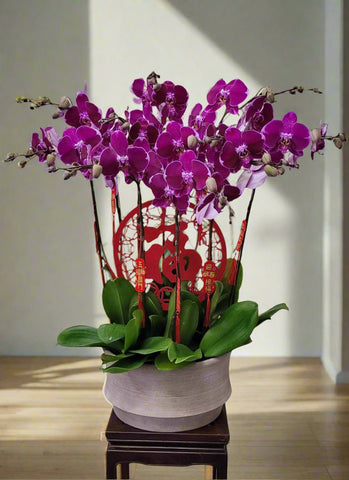 Dark-Red Orchid Arrangement with 10stems / 深紅色蘭花賀年擺設10菖