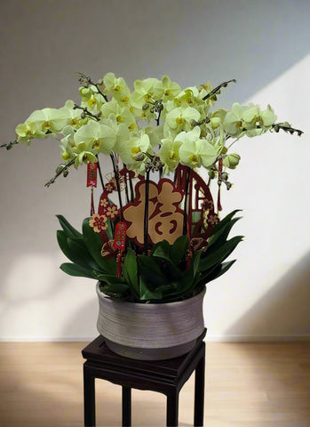 ellow Orchid Arrangement with 10 stems / 黃色蘭花擺設10菖