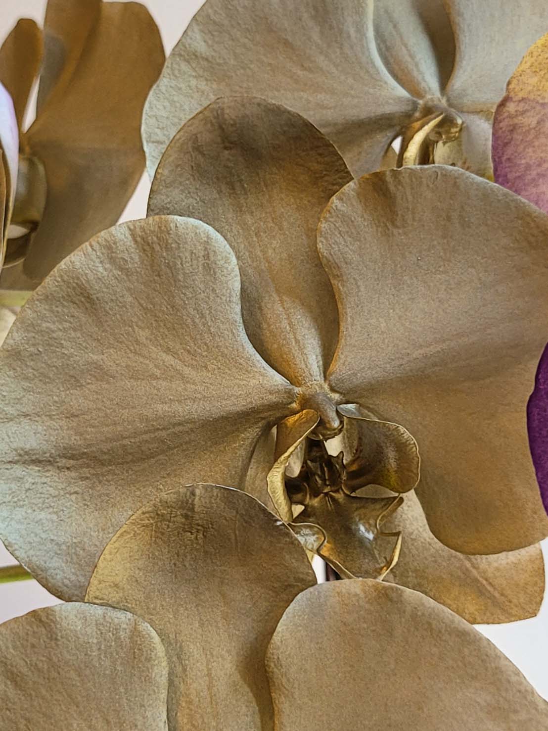 Golden Orchid / 金色蝴蝶蘭– Justone Trading Co --- 台灣蝴蝶