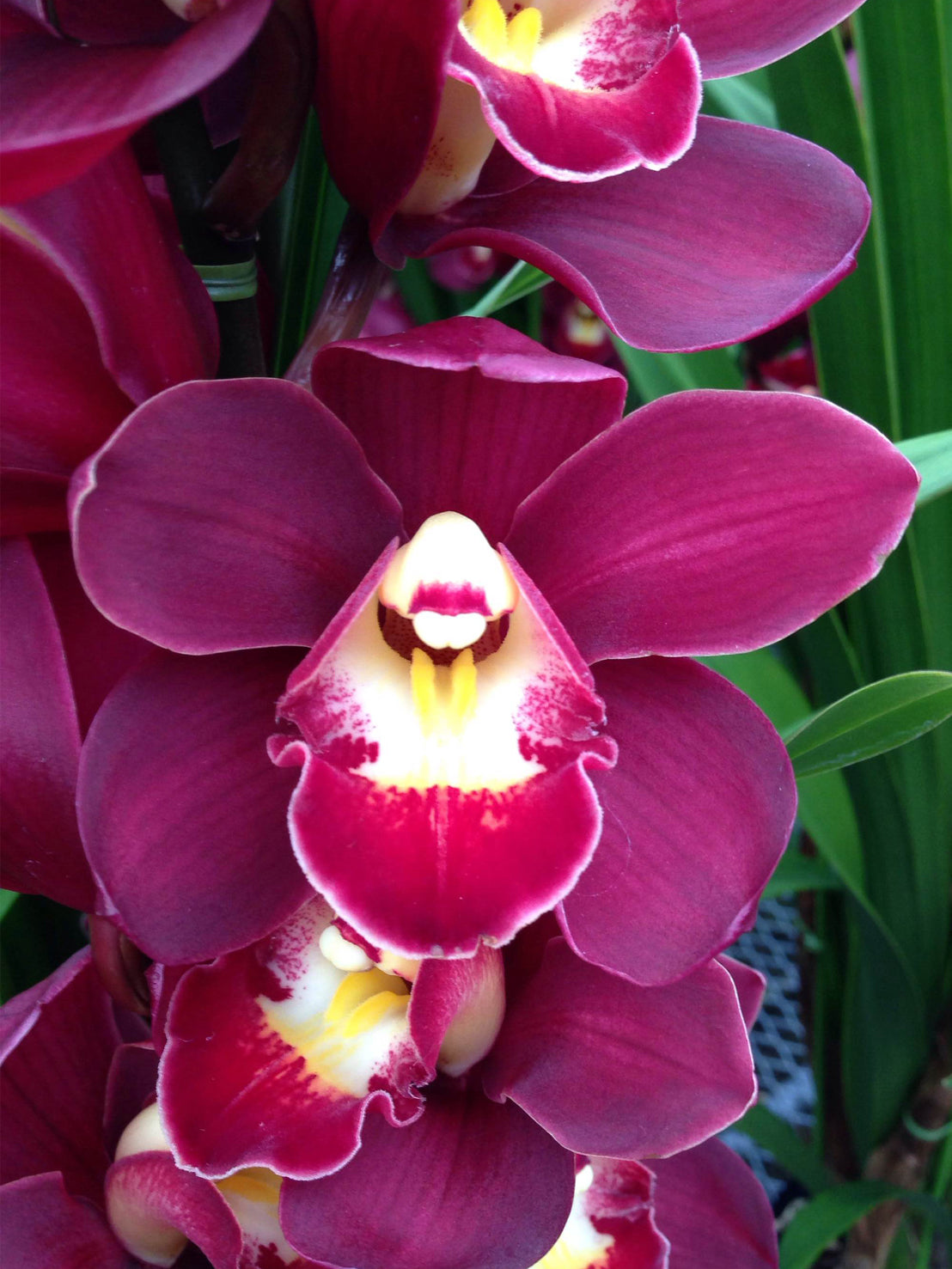 Red Japanese Cymbidium / 紅色日本蕙蘭(紅の貴婦人) – Justone