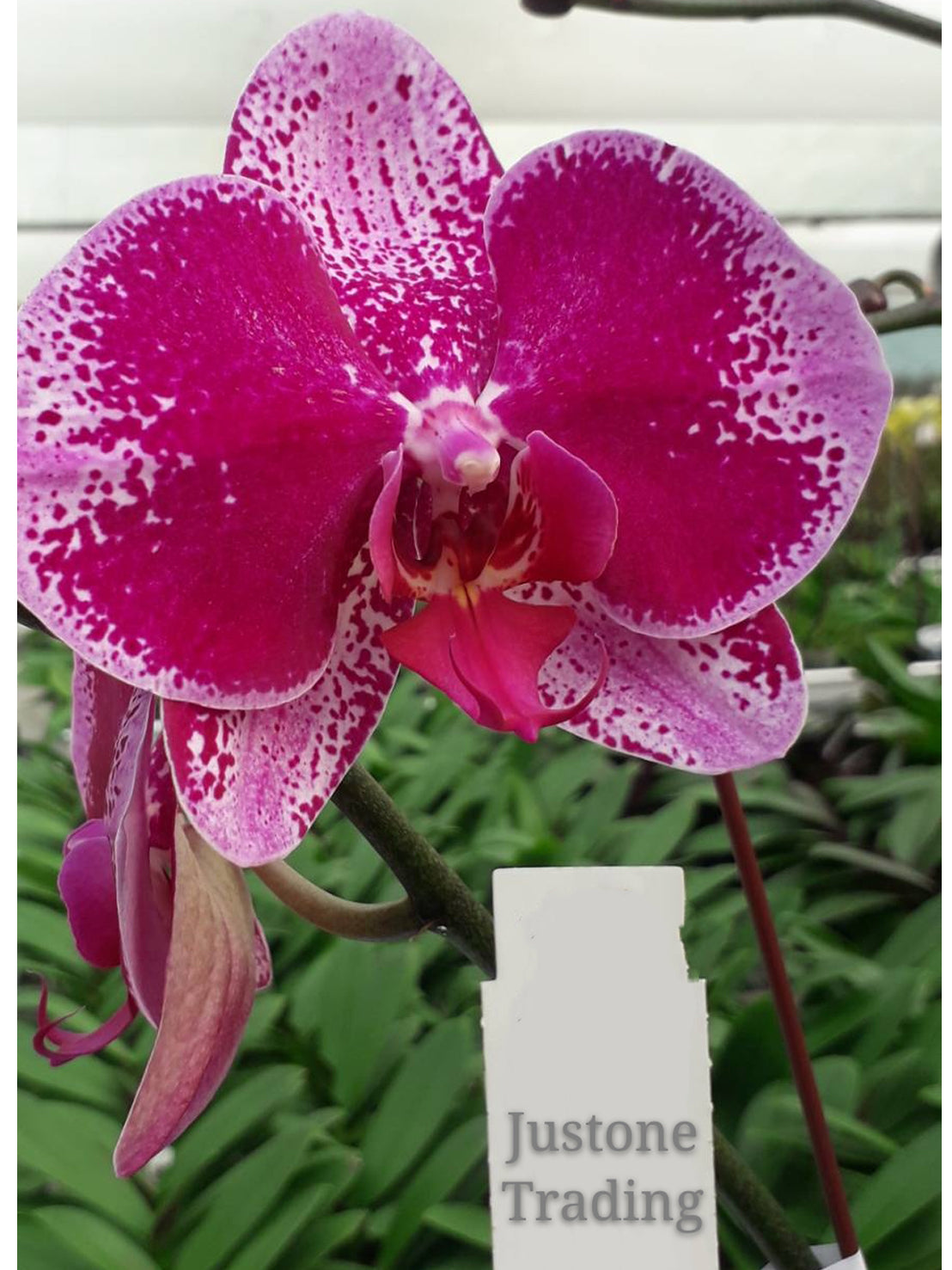 Big Dark Red Taiwan Orchid with pattern / 深紅色斑點台灣蝴蝶蘭