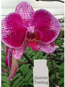 Big Dark Red Taiwan Orchid with pattern / 深紅色斑點台灣蝴蝶蘭