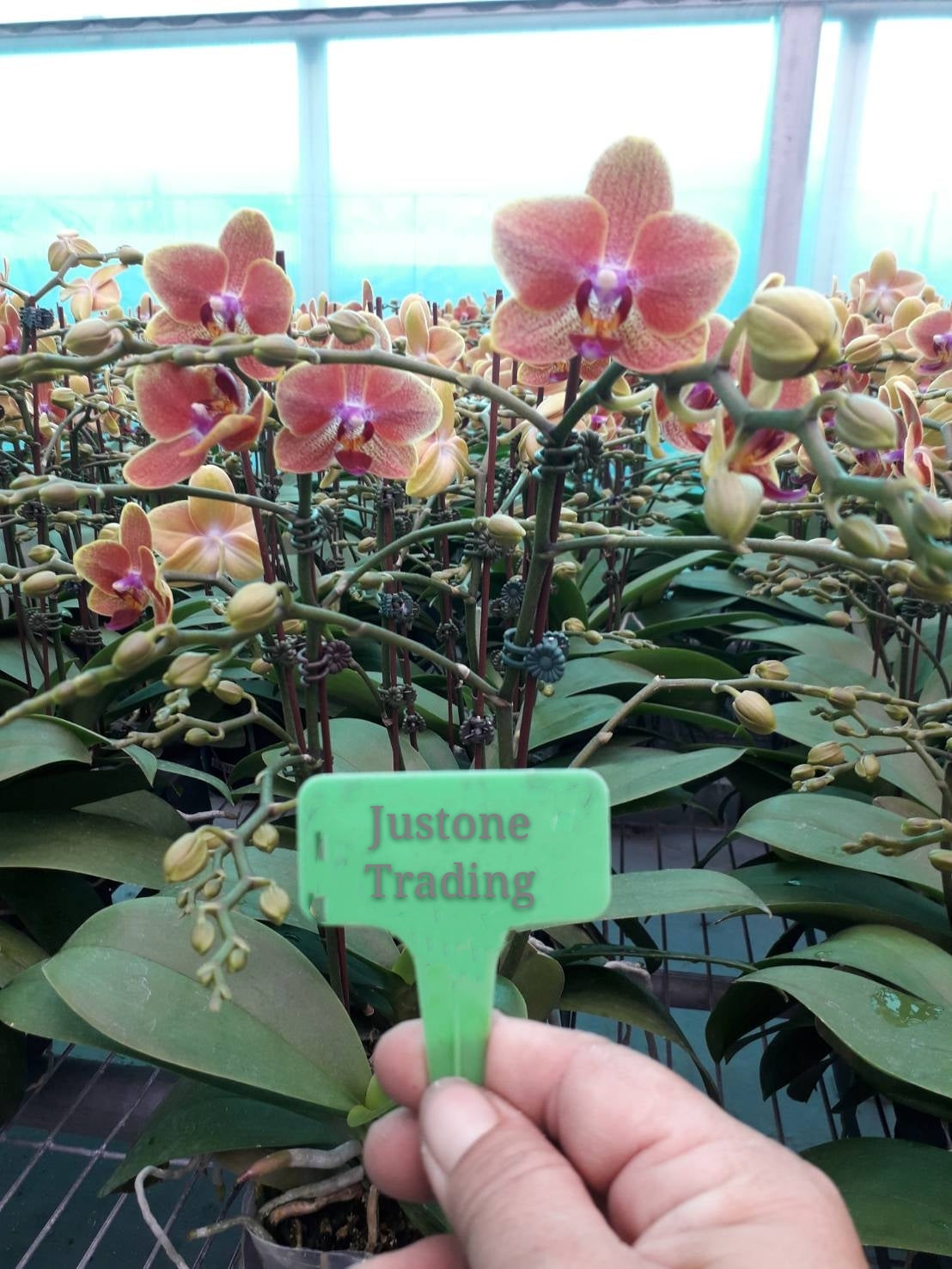 Mini Reddish-Orange Taiwan Orchid with 2 stems / 雙梗小橙台灣蝴蝶蘭