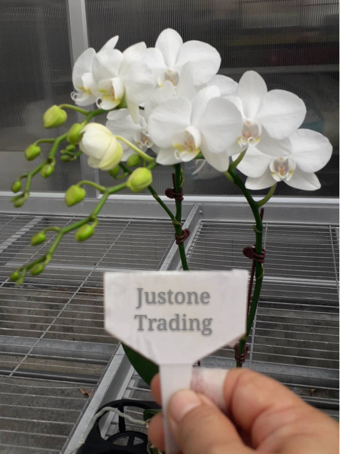 Mini White Taiwan Orchid with 2 stems / 雙梗小白台灣蝴蝶蘭 