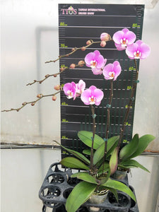 Pink Taiwan Orchid / 粉花白心台灣蝴蝶蘭