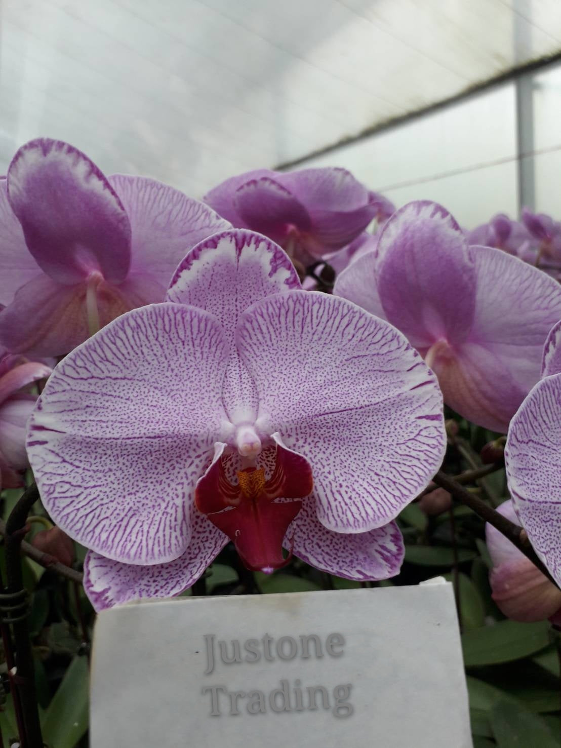 Pink Taiwan Orchid / 粉色線紋台灣蝴蝶蘭蘭花(粉閃電