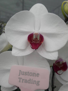 White Taiwan Orchid with Red Center / 白花紅心台灣蝴蝶蘭