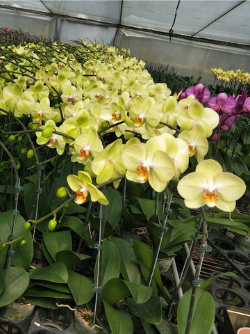 Yellow Taiwan Orchid / 黃色台灣蝴蝶蘭